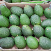 Avocado farming & export