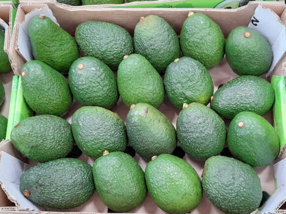 Avocado farming & export business