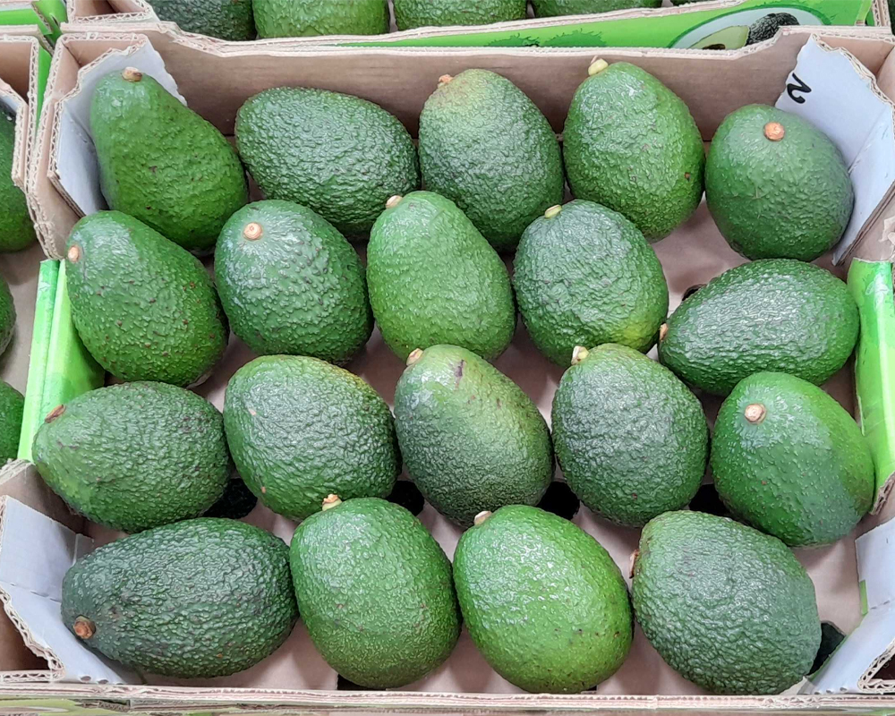 Avocado farming & export