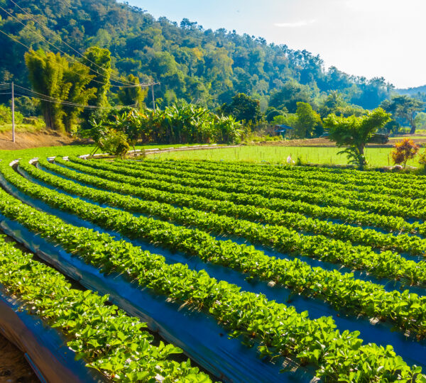 MACHAKOS FARMS