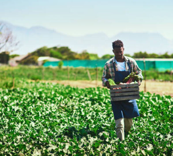 MURANGA FARMS